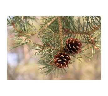 pine cones